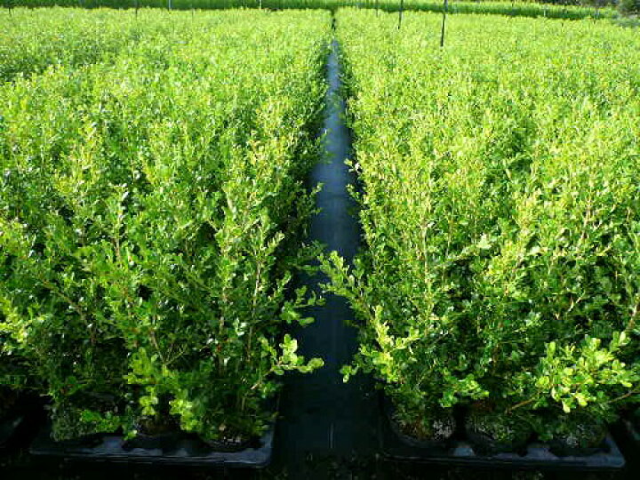 楽天市場 ボックスウッド 樹高0 5m前後 15cmポット 単 品 ぼっくすうっど 西洋ツゲ低めの洋風生垣 柘植 販売 苗 植木 苗木 庭木 垣根 生垣 生け垣 生垣用 目隠し 木 花と緑