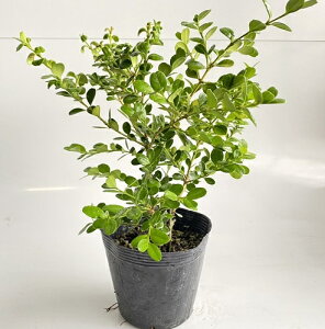 ツゲ 盆栽 植木 植木 盆栽の人気商品 通販 価格比較 価格 Com