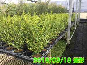 ツゲ 盆栽 植木の通販 価格比較 価格 Com