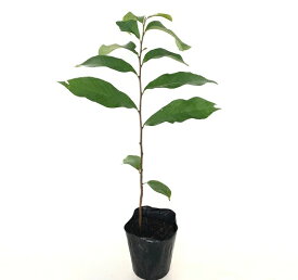 【 単 品 】 ポポー 実生苗 樹高0.4m前後 15cmポット ポポー 2本植えると結果しやすくなります。