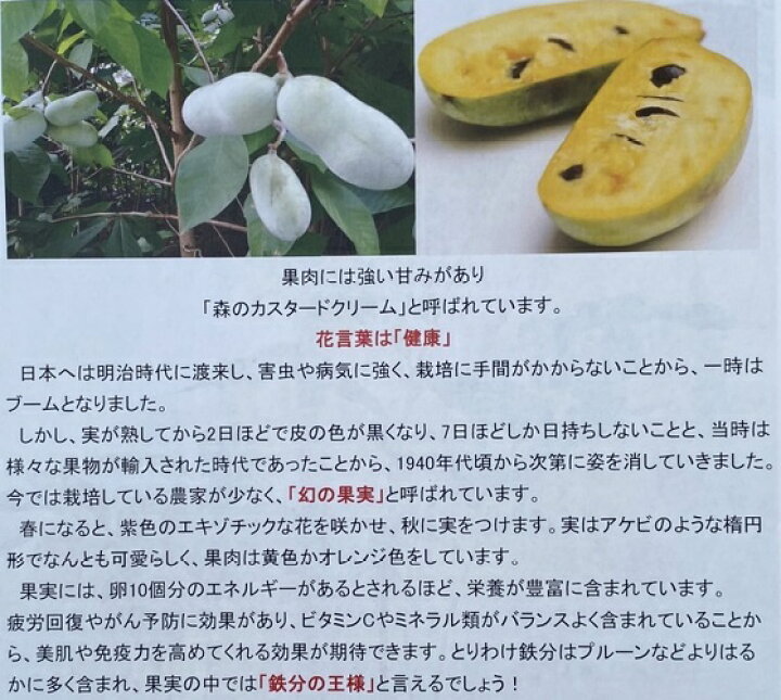 楽天市場】【送料無料】【5本セット】 ポポー 実生苗 樹高0.4m前後 