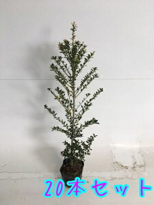 ツゲ 植木の人気商品 通販 価格比較 価格 Com ツゲ 植木の人気商品 通販 価格比較 価格 Com