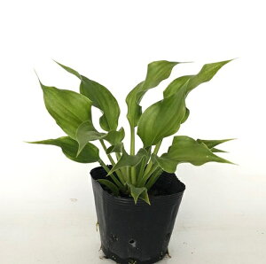 yzy20{Zbgz M{EV / 10.5cm|bg ڂ [ zX^hł ~G͒n㕔͂܂B c A c  OhJo[  񂹐A 