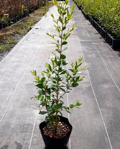 植木 盆栽 ギンバイカの人気商品 通販 価格比較 価格 Com