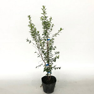 y P i z MoCJ 0.6mO 15cm|bg ΂ ~ }[g c A c  _ ډB