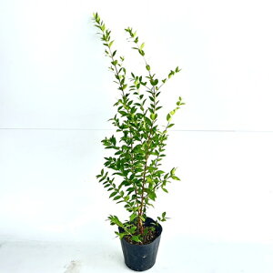 yzy5{Zbgz MoCJ 0.6mO 15cm|bg ΂ ~ }[g c A c _ ډB