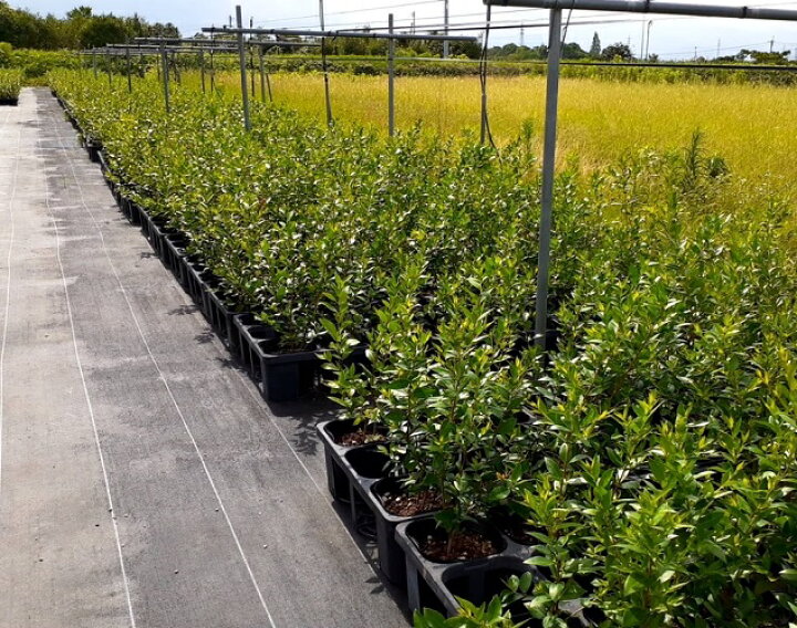 楽天市場 単 品 ギンバイカ 樹高0 4m前後 15cmポット ぎんばいか 銀梅花 マートル 苗 植木 苗木 生垣 目隠し 花と緑