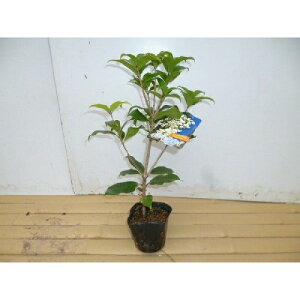 yzy40{Zbgz MNZC 0.3mO 10.5cm|bg   ؍ HɔԂ炫D肪 c A c  _ ډB