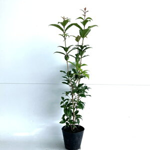 yzy10{Zbgz MNZC 0.8mO 15cm|bg   ؍ HɔԂ炫D肪 c A c _ ډB