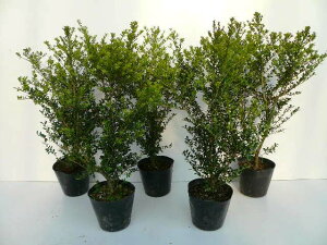 ツゲ 植木の人気商品 通販 価格比較 価格 Com