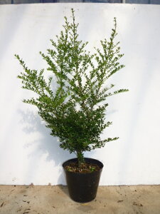 ツゲ 植木の人気商品 通販 価格比較 価格 Com ツゲ 植木の人気商品 通販 価格比較 価格 Com