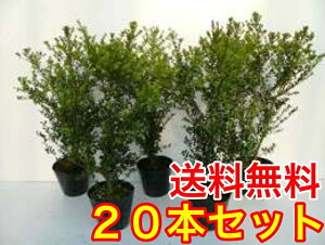 ツゲ 植木の人気商品 通販 価格比較 価格 Com ツゲ 植木の人気商品 通販 価格比較 価格 Com