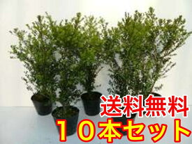 楽天市場 ツゲ 垣根の通販