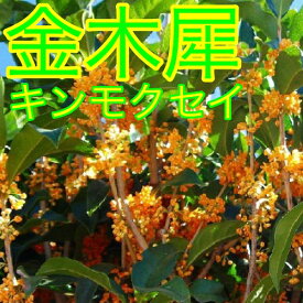 楽天市場 キンモクセイ 苗木の通販
