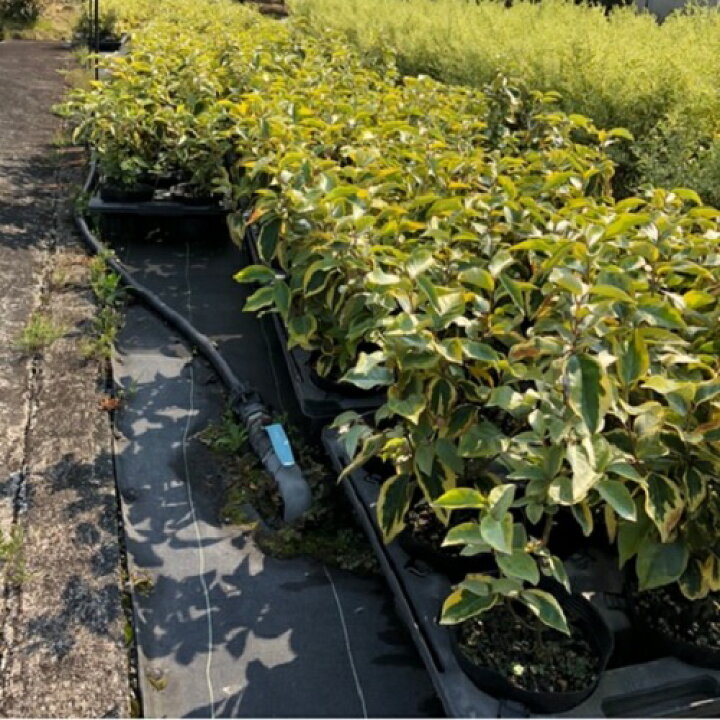 135円 50 Off アベリア 樹高0 3m前後 15cmポット 単品 販売 苗 植木