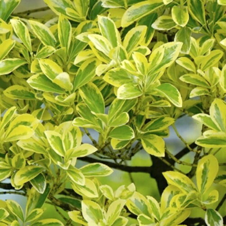 楽天市場 単 品 キンマサキ 樹高0 4m前後 10 5cmポット きんまさき 金マサキ 斑入りマサキ 苗 植木 苗木 生垣 目隠し 花と緑