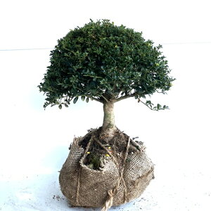 yzy3{Zbgz LcQiʕj 0.3mO  LcQ ʒѐA ^}cQ ѐA c A c  _ ډB