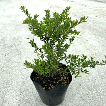 楽天市場】植木 キンメツゲの通販
