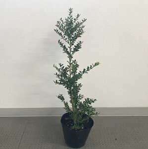 ツゲ 盆栽 植木 植木 盆栽の人気商品 通販 価格比較 価格 Com