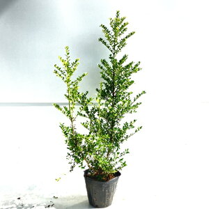 yzy60{Zbgz LcQ 0.6mO 15cm|bg ߂ ѐA cQ ѐA c A c  _ ډB