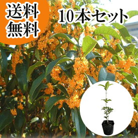 【送料無料】【10本セット】 キンモクセイ 樹高0.3m前後 10.5cmポット きんもくせい3.5号 金木犀 もくせい 苗 植木 苗木 庭 生垣 目隠し