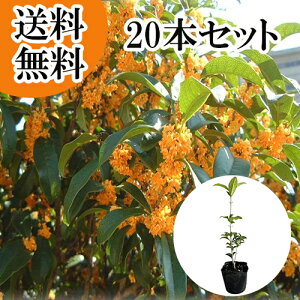 【送料無料】【20本セット】 キンモクセイ 樹高0.3m前後 10.5cmポット きんもくせい3.5号 金木犀 もくせい 苗 植木 苗木 生垣 目隠し