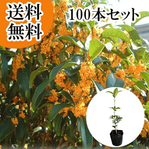 yzy100{Zbgz LNZC 0.3mO 10.5cm|bg  ؍  c A c  _ ډB