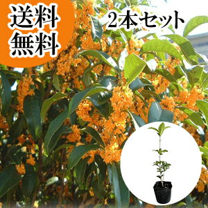 yzy2{Zbgz LNZC 0.3mO 10.5cm|bg  ؍  c A c  _ ډB