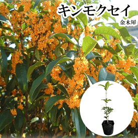 【 単 品 】 キンモクセイ 樹高0.3m前後 10.5cmポット きんもくせい3.5号 金木犀 もくせい 苗 植木 苗木 庭 生垣 目隠し