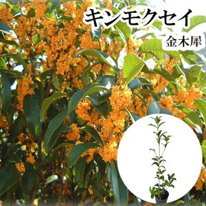 y P i z LNZC 0.6mO 15cm|bg  ؍  c A c  _ ډB