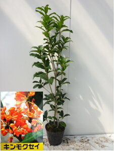 キンモクセイ 盆栽 植木の人気商品 通販 価格比較 価格 Com