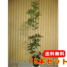 キンモクセイ樹高1.0m生垣用