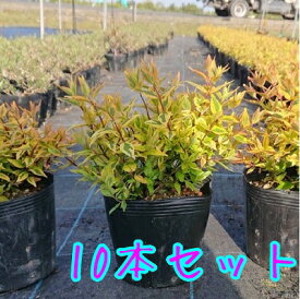 楽天市場 万華鏡 植物の種類アベリア 植木 ガーデニング 農業 花 ガーデン Diyの通販