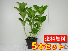 楽天市場 苗木 アジサイの通販