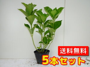 アジサイ 赤 植木 盆栽の人気商品 通販 価格比較 価格 Com