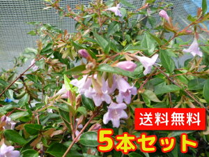 yzy5{Zbgz AxA Gh[hS[` 0.2mO 12cm|bg ׂ肠 ǂ[ǂ[ Gh[hS[` c A c _ ډB