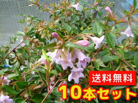 楽天市場 アベリア 生垣の通販