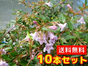yzy10{Zbgz AxA Gh[hS[` 0.2mO 12cm|bg ׂ肠 ǂ[ǂ[ Gh[hS[` c A c  _ ډB