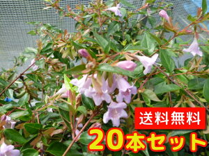 yzy20{Zbgz AxA Gh[hS[` 0.2mO 12cm|bg ׂ肠 ǂ[ǂ[ Gh[hS[` c A c _ ډB