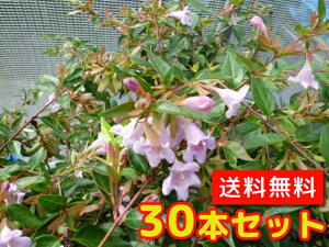 yzy30{Zbgz AxA Gh[hS[` 0.2mO 12cm|bg ׂ肠 ǂ[ǂ[ Gh[hS[` c A c _ ډB
