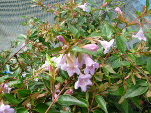 y P i z AxA Gh[hS[` 0.2mO 12cm|bg ׂ肠 ǂ[ǂ[ Gh[hS[` c A c  _ ډB