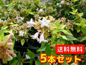 yzy5{Zbgz AxA tVXC\ 0.2mO 15cm|bg ׂ肠 ӂ񂵂߂ tVXCX AxA Ax c A c  _ ډB