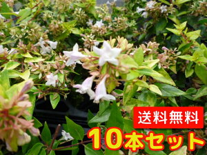 yzy10{Zbgz AxA tVXC\ 0.2mO 15cm|bg ׂ肠 ӂ񂵂߂ tVXCX AxA Ax c A c  _ ډB