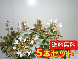 楽天市場 アベリア 生垣の通販 楽天市場 アベリア 生垣の通販