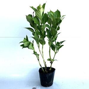 y P i z AWTC Ԍn 0.4mO 15cm|bg  AJ sN z c A c  _ ډB