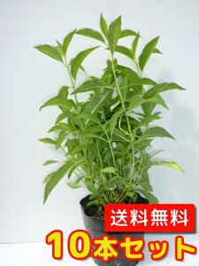 �y���������z�y10�{�Z�b�g�z �A�W�T�C �I�g�q�� ����0.3m�O�� 13.5cm�|�b�g �������� ���ƂЂ� ���z�ԃ��}�A�W�T�C ���P �c �A�� �c�� �� ���_ �ډB��