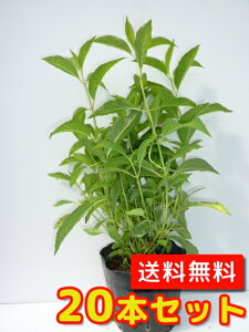 yzy20{Zbgz AWTC Igq 0.3mO 13.5cm|bg  ƂЂ zԃ}AWTC P c A c  _ ډB