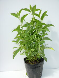 �y �P �i �z �A�W�T�C �I�g�q�� ����0.3m�O�� 13.5cm�|�b�g �������� ���ƂЂ� ���z�ԃ��}�A�W�T�C ���P �c �A�� �c�� �� ���_ �ډB��