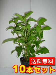 植木 あじさいの人気商品 通販 価格比較 価格 Com