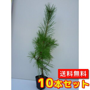 yzy10{Zbgz AJ}c 0.8mO 10.5cm|bg ܂ ԏ Βn c A c